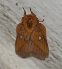 Syssphinx blanchardi