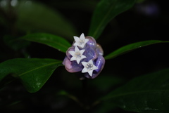 Psychotria urbaniana
