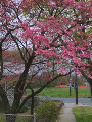 Cornus florida rubra
