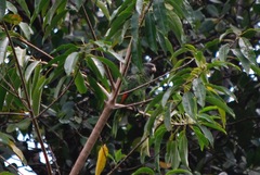 Amazona arausiaca