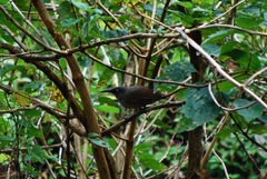 Cinclocerthia ruficauda