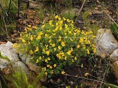 Argyrolobium pachyphyllum