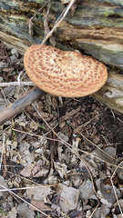 Cerioporus squamosus