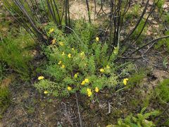 Argyrolobium pachyphyllum