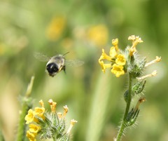 Anthophora edwardsii