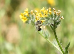Anthophora edwardsii