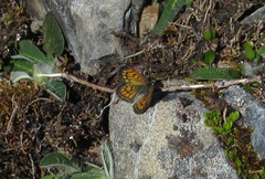 Lycaena boldenarum