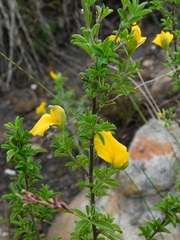 Argyrolobium pachyphyllum