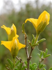 Argyrolobium pachyphyllum