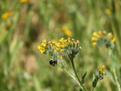 Anthophora edwardsii