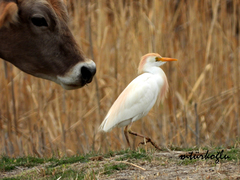 Bubulcus ibis