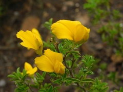 Argyrolobium pachyphyllum