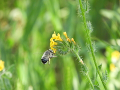 Anthophora edwardsii