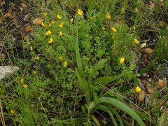 Argyrolobium pachyphyllum