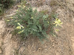 Astragalus eremiticus