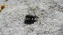 Sphenophorus cariosus