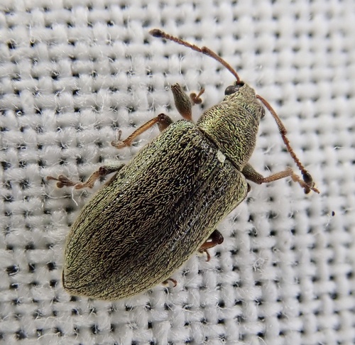 Common Leaf Weevil photo 6