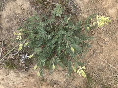Astragalus eremiticus