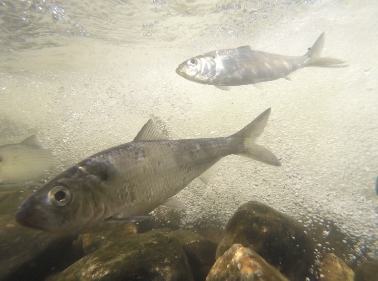 Alewife (Alosa pseudoharengus) — Clupeidae