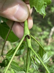 Proteoteras willingana