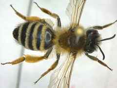 Andrena gravida