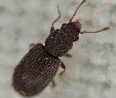 Berginus tamarisci