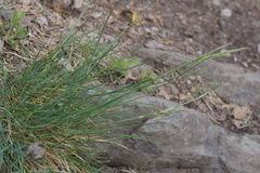 Festuca rupicola