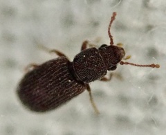 Berginus tamarisci