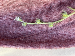 Plagiobothrys acanthocarpus