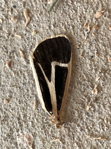 Banded Tiger Moth photo 6