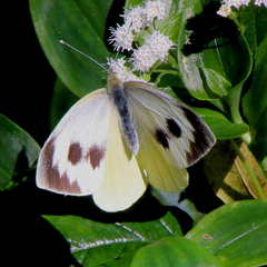 Pieris cheiranthi benchoavensis