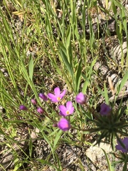 Leptosiphon androsaceus