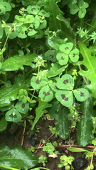 Medicago arabica