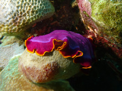 Pseudoceros ferrugineus