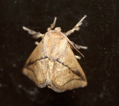 Anaxidia lozogramma