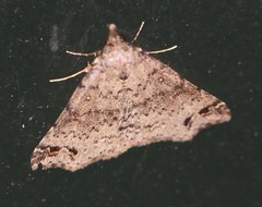 Lithilaria proestans