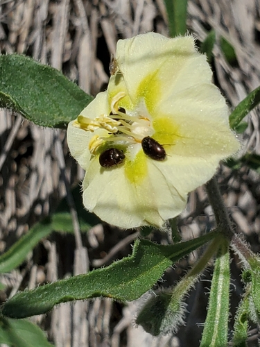 Edwards Plateau five eyes (Chamaesaracha edwardsiana)
