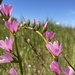 Sidalcea malviflora - Photo (c) Willie Carlile, alguns direitos reservados (CC BY-NC), uploaded by Willie Carlile