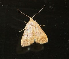 Tolpiodes oligolasia