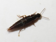 Raphirus