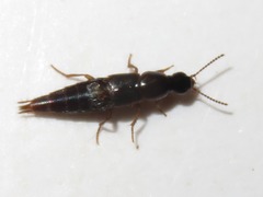 Raphirus