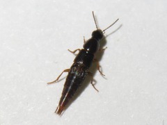Raphirus