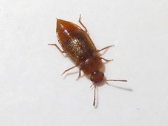 Anthobium unicolor