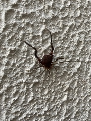 Discocyrtanus pertenuis