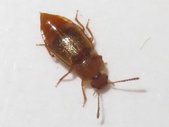 Anthobium unicolor