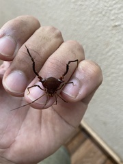 Discocyrtanus pertenuis