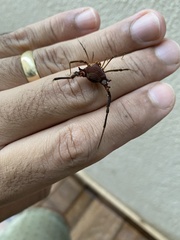 Discocyrtanus pertenuis