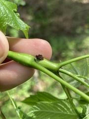 Proteoteras willingana