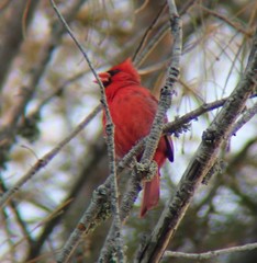 Cardinalis cardinalis cardinalis