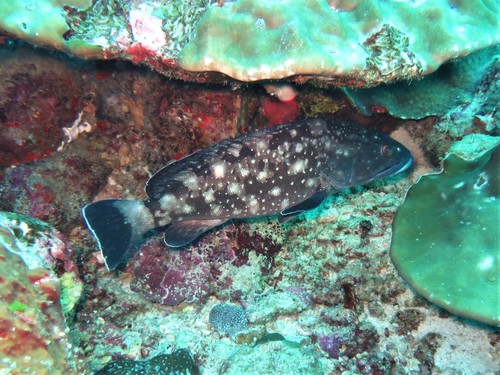Whitespotted Grouper